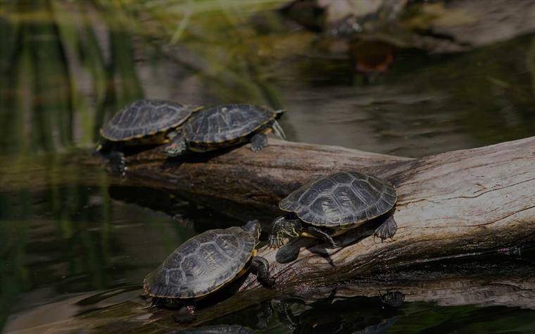 Top 5 Things To Do In Chennai | Makemytrip Blog