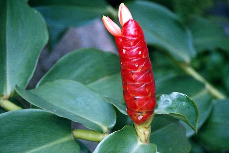 २९ ऑक्टोबर - नववा दिवस