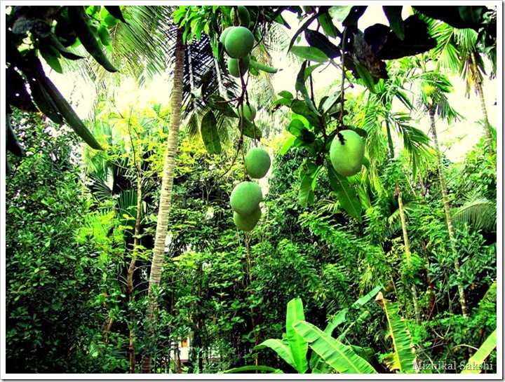 മാമ്പഴക്കാലം