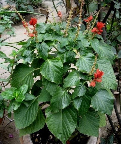 പേരറിയാ ചെടിയും പൂവും