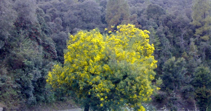 पहाड़ियौ  उठ ! (कुमांउनी कविता )