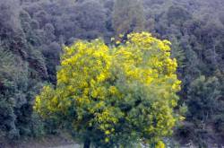 पहाड़ियौ  उठ ! (कुमांउनी कविता )