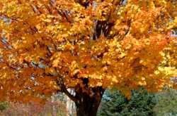 मधु-स्वर्ग