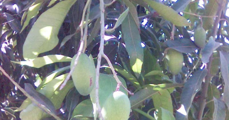 आम और मोबाइल टावर