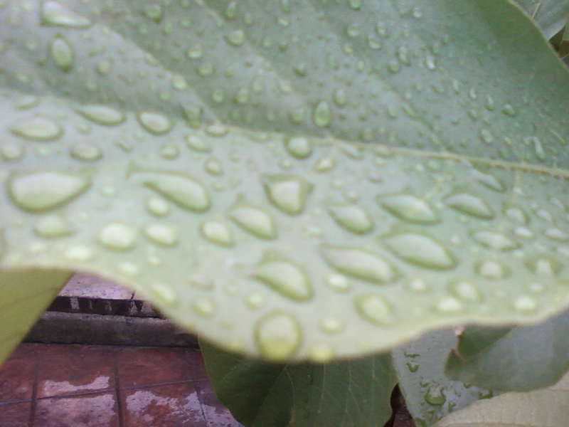 చినుకు చినుకు పడుతూ ఉంటె..