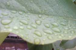 చినుకు చినుకు పడుతూ ఉంటె..