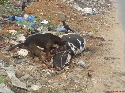 ನಗರ ಪಾಲಿಕೆ ಮತ್ತು ಕಾರ್ಯ ದಕ್ಷತೆ