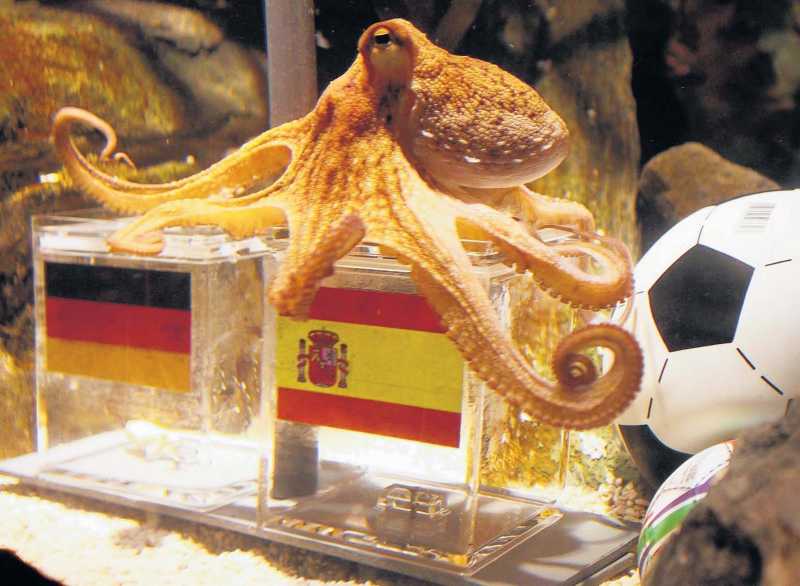 ऑक्‍टोपस बाबा की जय...!