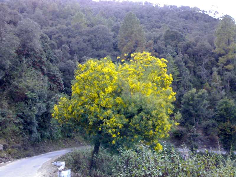 कुमाउनी ब्लॉग हाज़िर छ ...!