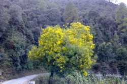 कुमाउनी ब्लॉग हाज़िर छ ...!