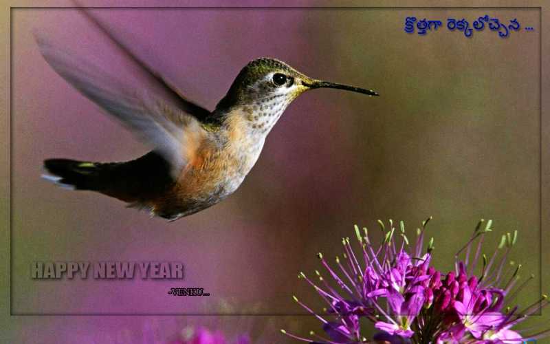 నూతన సంవత్సర శుభాకాంక్షలు