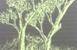 সুরঞ্জনা