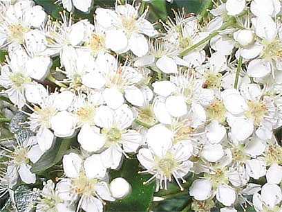 अलविदा मुंशीजी