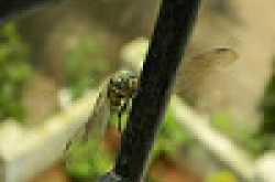 चत्रु.. आय मिन चतुर