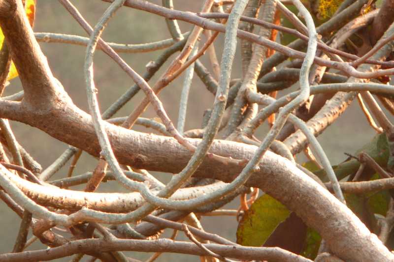 বাসনা-বিষ