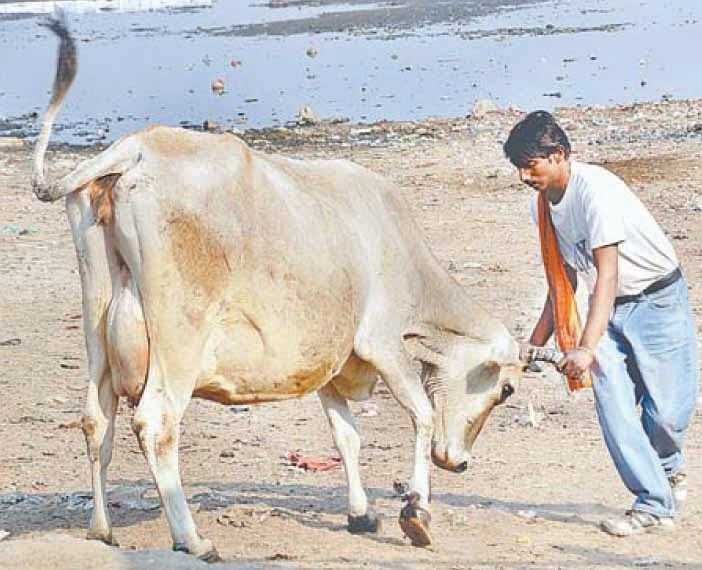 गाय-भैंस हिरासत में, यमुना के प्रदूषक मौज में