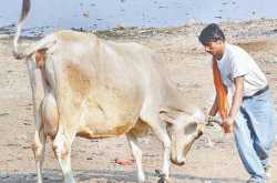 गाय-भैंस हिरासत में, यमुना के प्रदूषक मौज में