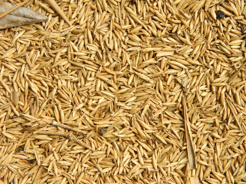 ಬಿದಿರಕ್ಕಿ