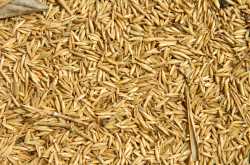 ಬಿದಿರಕ್ಕಿ