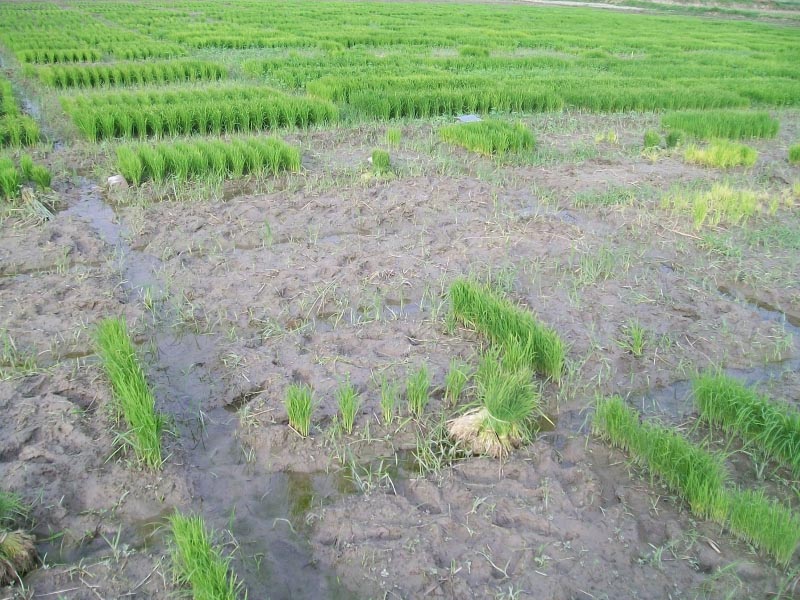 चिठिया लिख के पठावा हो अम्मा .. (भोजपुरी)