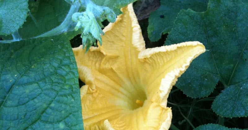 खिलते हुए !! :)