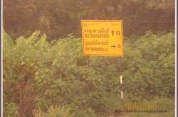 കോബ്രയുടെ നാട്ടില് 