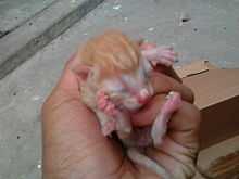 പൂച്ചയമ്മ