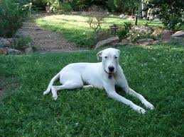 ನಾನು, ಪಕ್ಕದ್ಮನೆ ತಮ್ಮ ಮತ್ತು ನಾಯಿ ಮರಿ...!