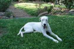 ನಾನು, ಪಕ್ಕದ್ಮನೆ ತಮ್ಮ ಮತ್ತು ನಾಯಿ ಮರಿ...!