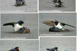 മനസാക്ഷി 