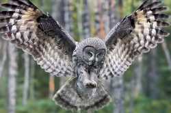 रतियाँ कुहके कोयलिया, दिन मा उल्लू जागे