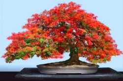 மனிதன் வரையும் உயிருள்ள மர ஓவியம் பொன்சாய்\