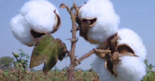 क्या इतिहास हो जाएगी देसी कपास