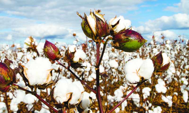 और भी तरीके हैं कपास उपज बढ़ाने के