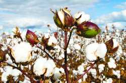और भी तरीके हैं कपास उपज बढ़ाने के