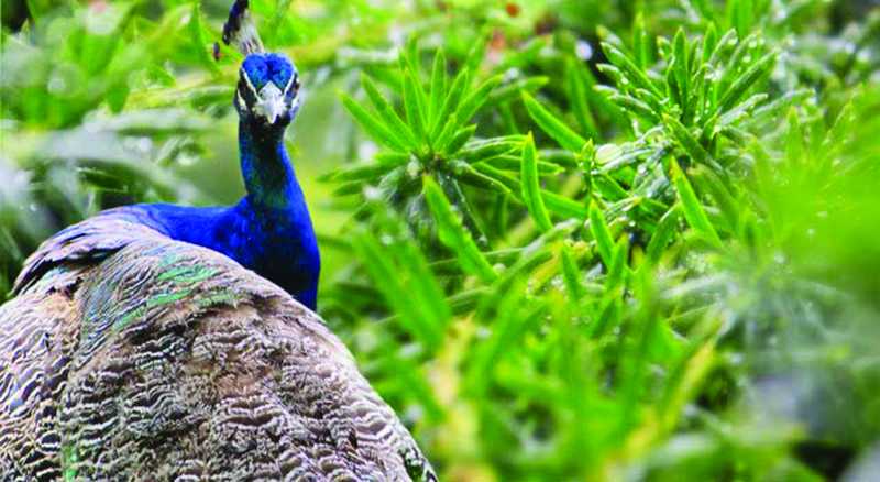 बीटी ने बचाया मोरों को