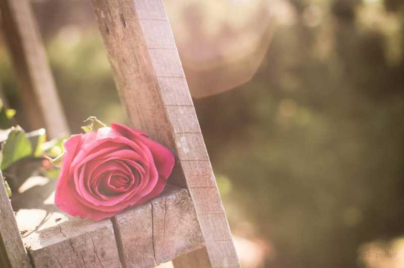 ప్రేమే లేదూ.........