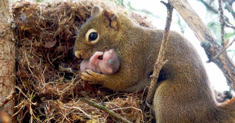 एक गिलहरी