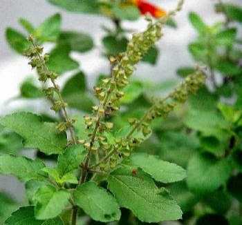 संजीवनी बूटी सामान - तुलसी दल