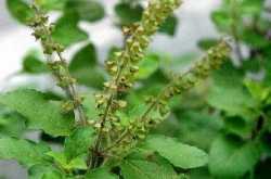 संजीवनी बूटी सामान - तुलसी दल