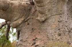 தாவர உலகின் பிசாசு 