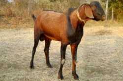 नवसाचा बोकड 