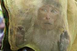 एक मदारी की जीत