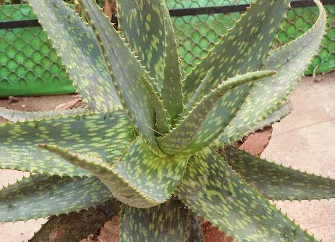 கற்றாழை என்றழைக்கப்படும் “குமரி”