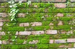 मानूस हर्फ़ - तख़लीक़-ए-नज़र