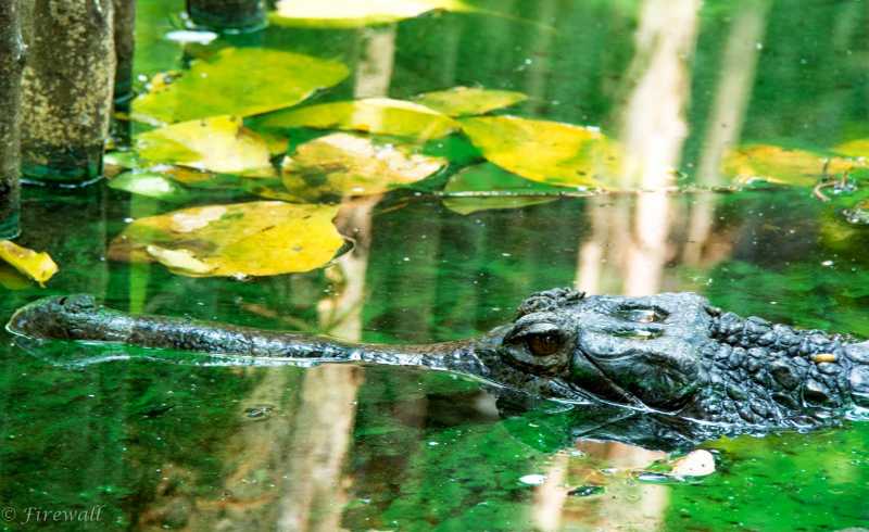 முதலை குளத்தில் 