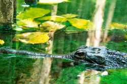 முதலை குளத்தில் 