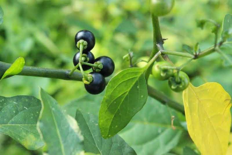 மணத்தக்காளி அல்லது சுக்குட்டிக் கீரை