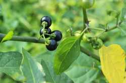 மணத்தக்காளி அல்லது சுக்குட்டிக் கீரை