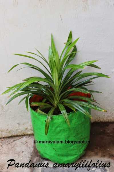 பாசுமதி இலை